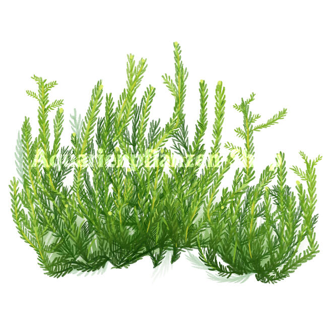 Commercial work for Aquarienpflanzen-shop