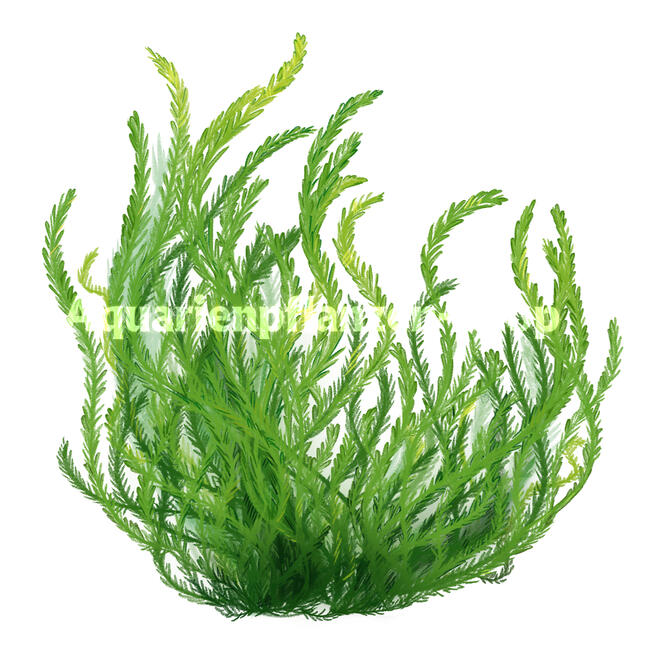 Commercial work for Aquarienpflanzen-shop