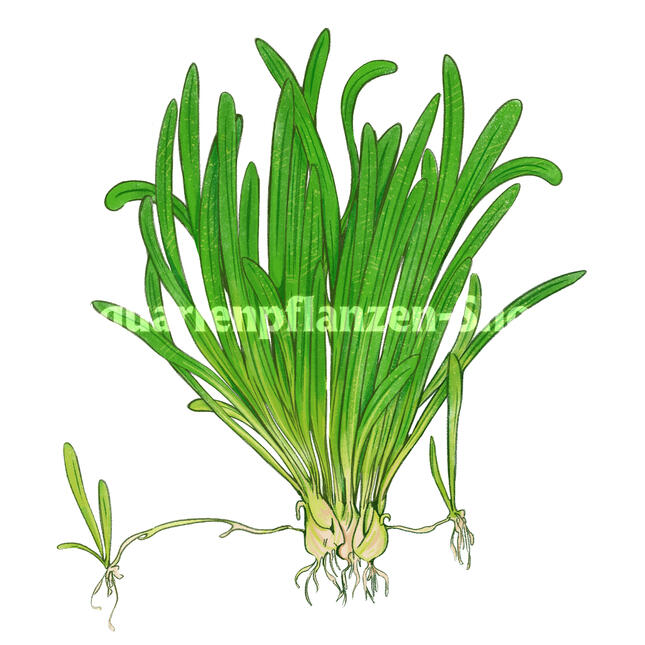 Commercial work for Aquarienpflanzen-shop