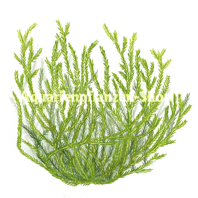 Commercial work for Aquarienpflanzen-shop