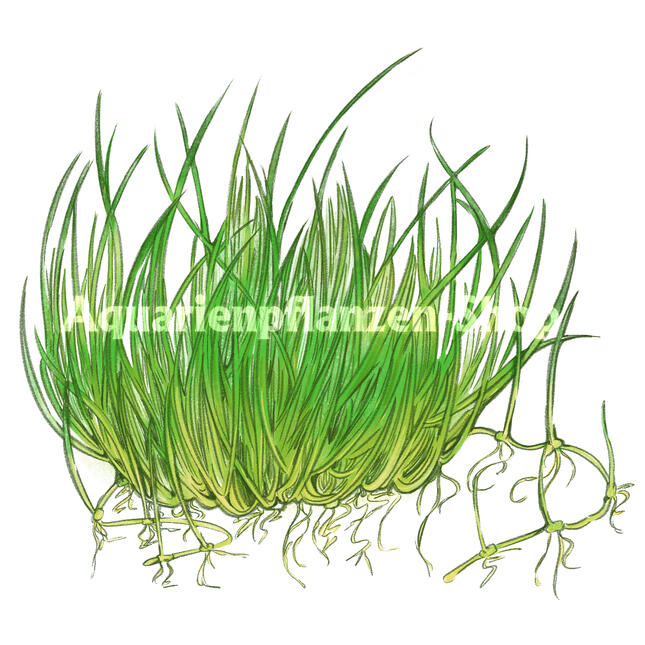 Commercial work for Aquarienpflanzen-shop