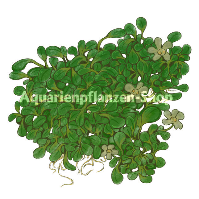 Commercial work for Aquarienpflanzen-shop