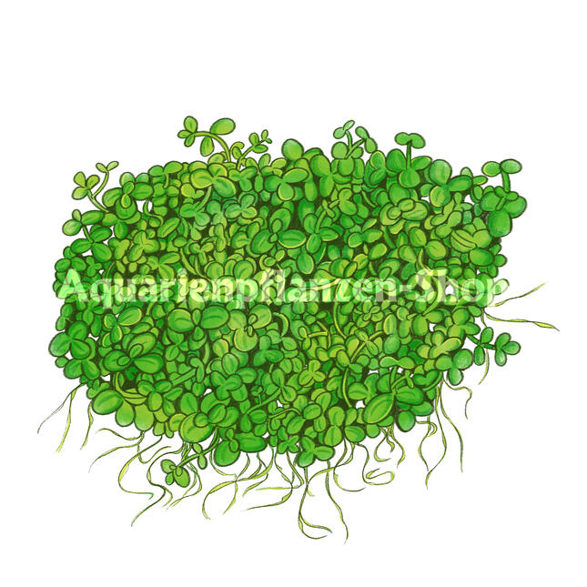 Commercial work for Aquarienpflanzen-shop