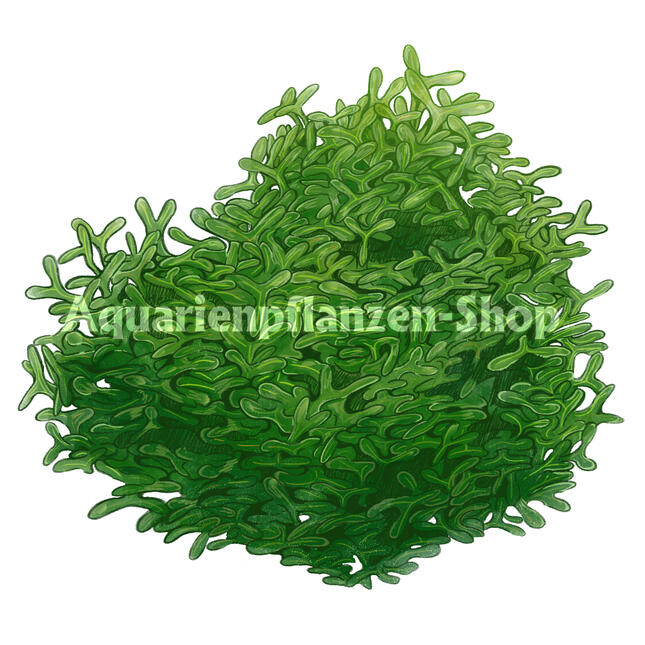 Commercial work for Aquarienpflanzen-shop