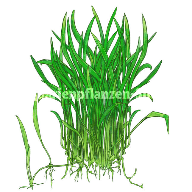 Commercial work for Aquarienpflanzen-shop