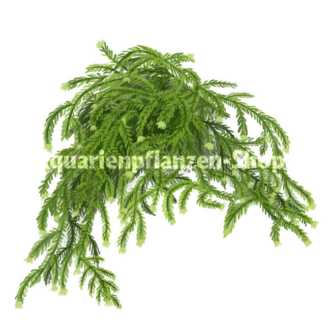 Commercial work for Aquarienpflanzen-shop